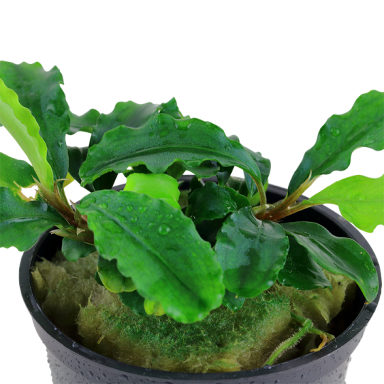 Живое аквариумное растение - Буцефаландра карликовая Букит Келам - Bucephalandra pygmaea 'Bukit Kelam'