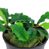 Живое аквариумное растение - Буцефаландра карликовая Букит Келам - Bucephalandra pygmaea 'Bukit Kelam'