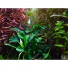 Живое аквариумное растение - Буцефаландра карликовая Букит Келам - Bucephalandra pygmaea 'Bukit Kelam'