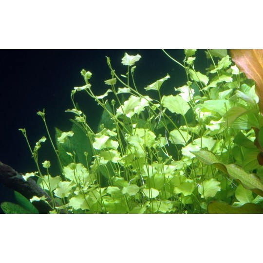 Cardamine lyrata