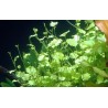 Cardamine lyrata