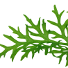 Ceratopteris thalictroides