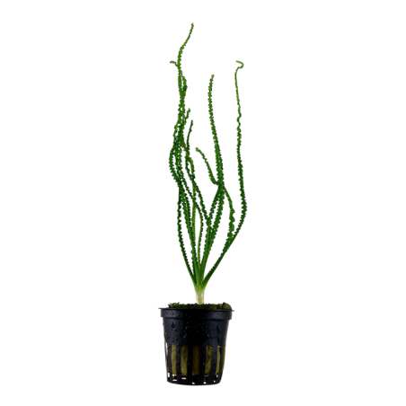 Crinum calamistratum