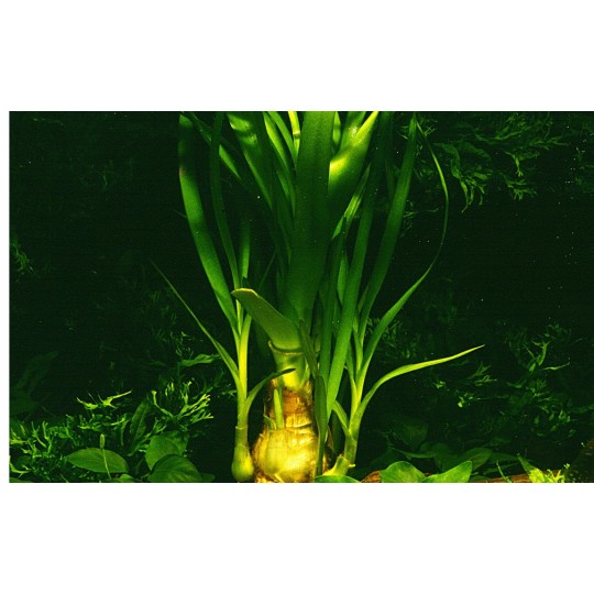 Crinum thaianum