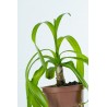 Crinum thaianum