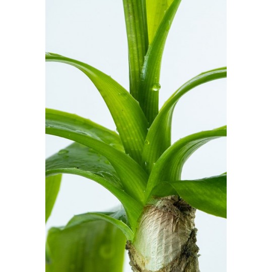 Crinum thaianum