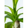 Crinum thaianum