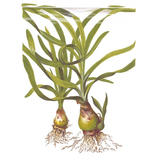 Crinum thaianum
