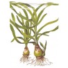 Crinum thaianum