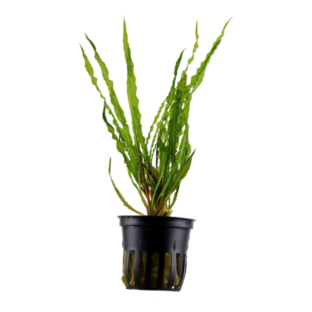 Cryptocoryne crispatula