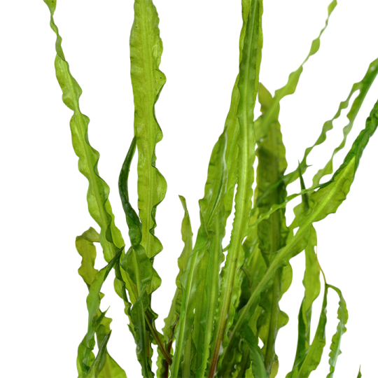 Cryptocoryne crispatula