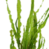 Cryptocoryne crispatula