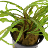 Cryptocoryne crispatula