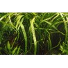 Cryptocoryne crispatula