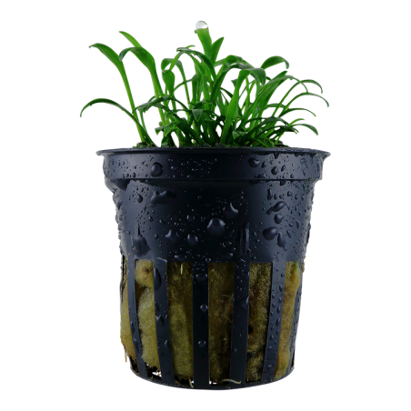 Cryptocoryne parva
