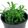 Cryptocoryne parva