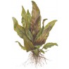 Cryptocoryne undulata 'Broad Leaves'