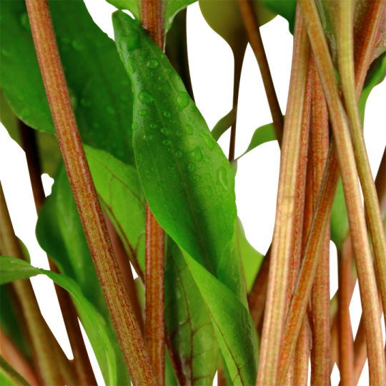 Cryptocoryne undulata 'Broad Leaves'