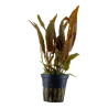 Cryptocoryne usteriana