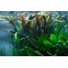 Cryptocoryne usteriana