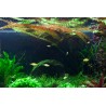 Cryptocoryne usteriana