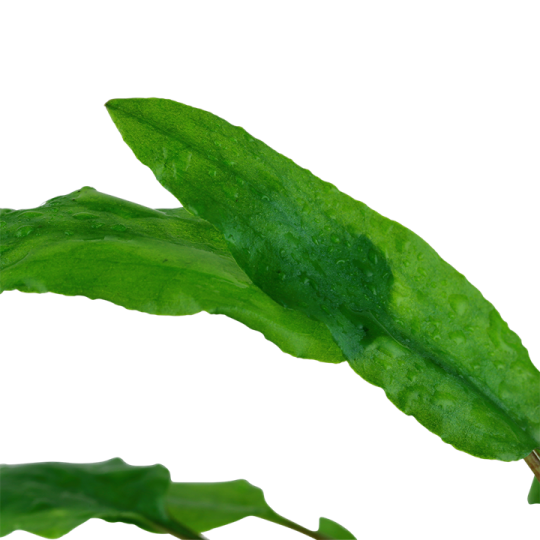 Cryptocoryne wendtii 'Green'