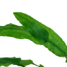 Cryptocoryne wendtii 'Green'
