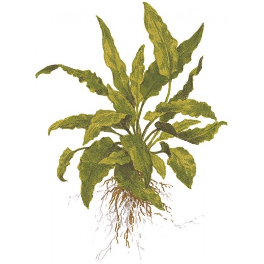 Cryptocoryne wendtii 'Green'