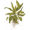 Cryptocoryne wendtii 'Green'