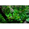 Cryptocoryne wendtii 'Green'