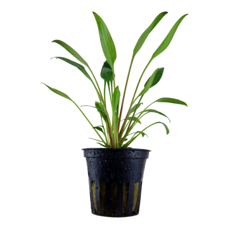 Cryptocoryne x willisii