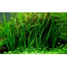 Cyperus helferi