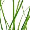 Cyperus helferi