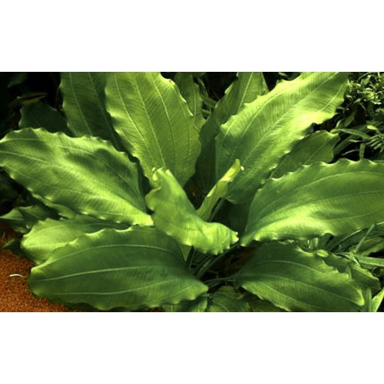Echinodorus 'Aquartica'