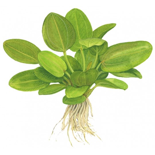 Echinodorus 'Aquartica'