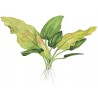 Echinodorus cordifolius 'Fluitans'