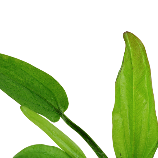Echinodorus cordifolius 'Fluitans'