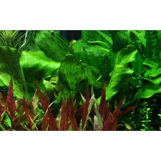 Echinodorus 'Ozelot Green'