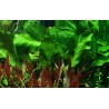 Echinodorus 'Ozelot Green'