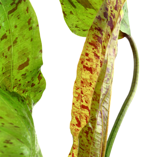 Echinodorus 'Ozelot Green'