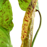 Echinodorus 'Ozelot Green'