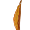 Echinodorus 'Red Diamond'