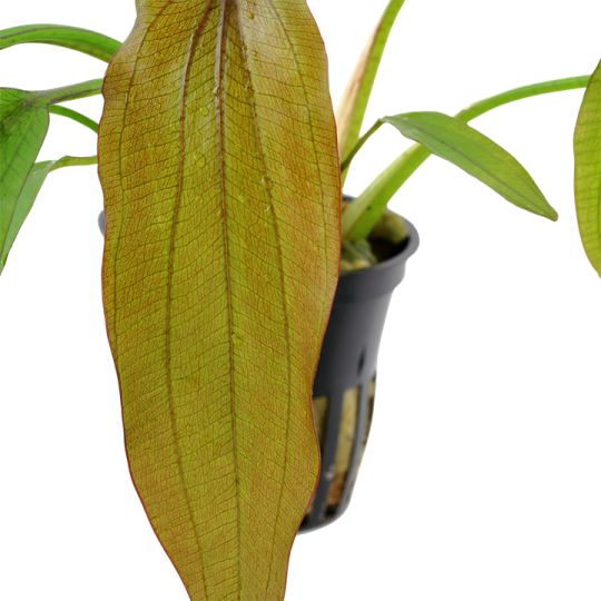 Echinodorus 'Red Diamond'