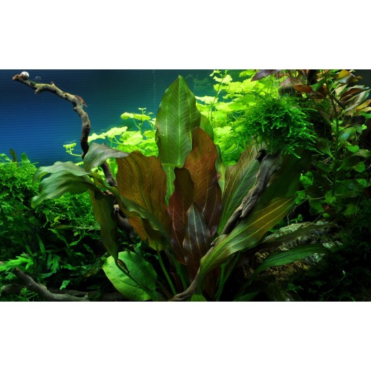 Echinodorus 'Reni'