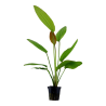 Echinodorus 'Rosé'