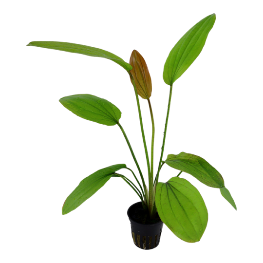 Echinodorus 'Rosé'
