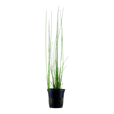 Eleocharis montevidensis