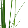 Eleocharis montevidensis