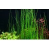 Eleocharis montevidensis