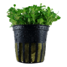 Glossostigma elatinoides